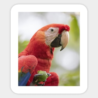 Scarlet Macaw Sticker